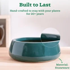 Tulip Fantasy Flat Ceramic Planter