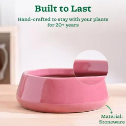 Tulip Fantasy Flat Ceramic Planter