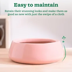Tulip Fantasy Flat Ceramic Planter