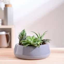 Tulip Fantasy Flat Ceramic Planter