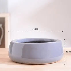 Tulip Fantasy Flat Ceramic Planter