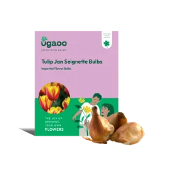 Tulip Jan Seignette Bulbs