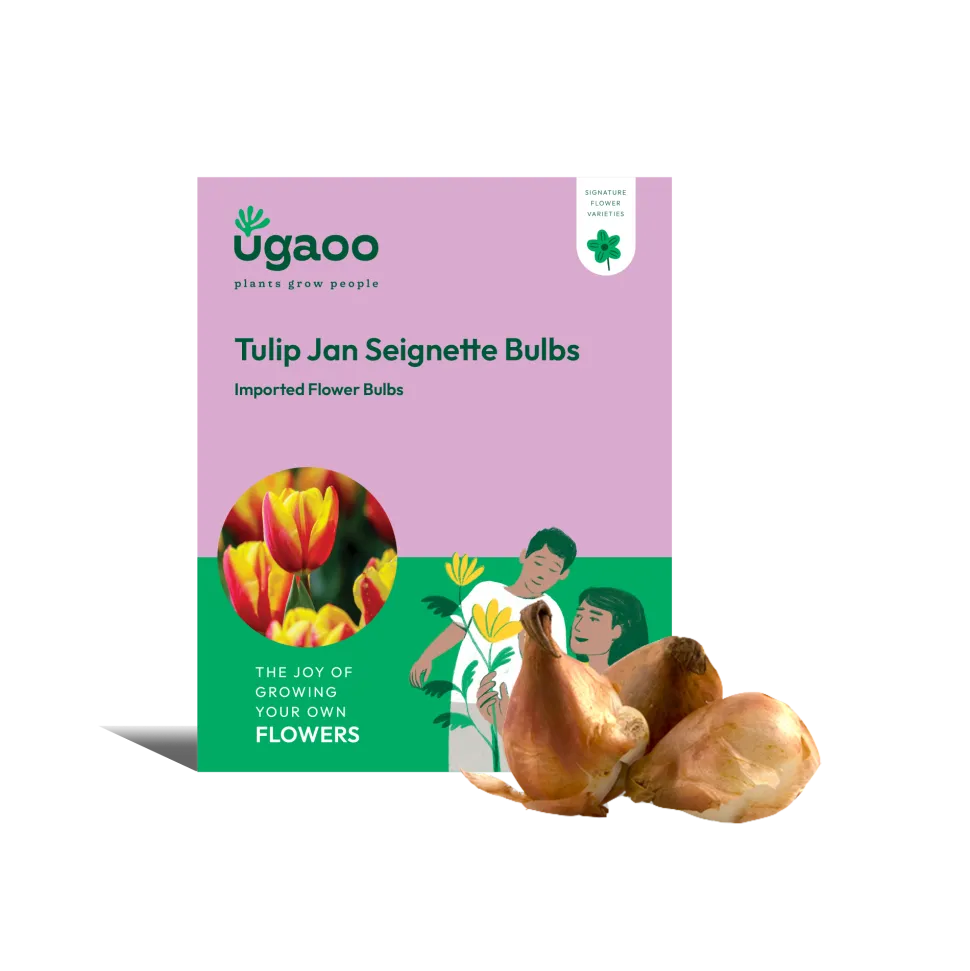 Tulip Jan Seignette Bulbs