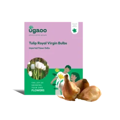 Tulip Royal Virgin Bulbs
