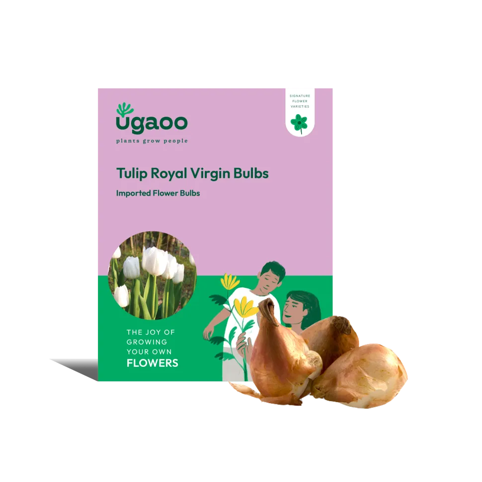 Tulip Royal Virgin Bulbs