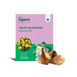Tulip Strong Gold Bulbs