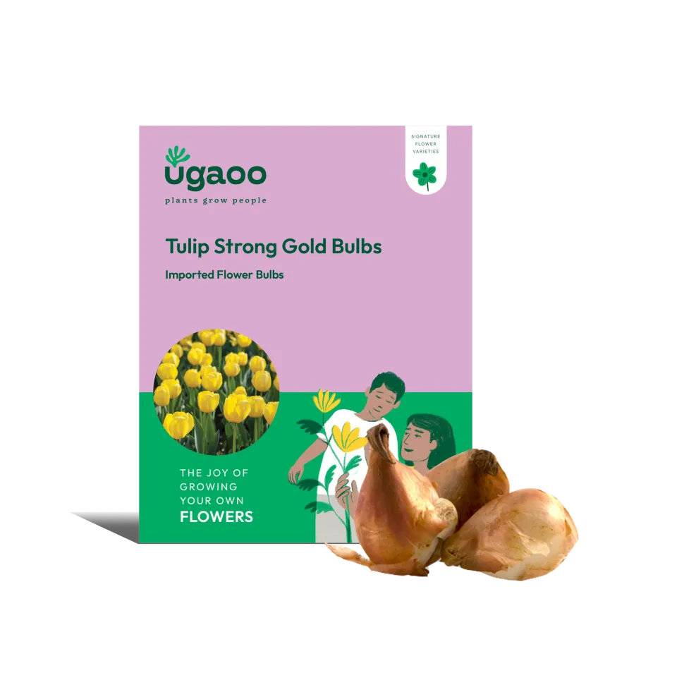 Tulip Strong Gold Bulbs