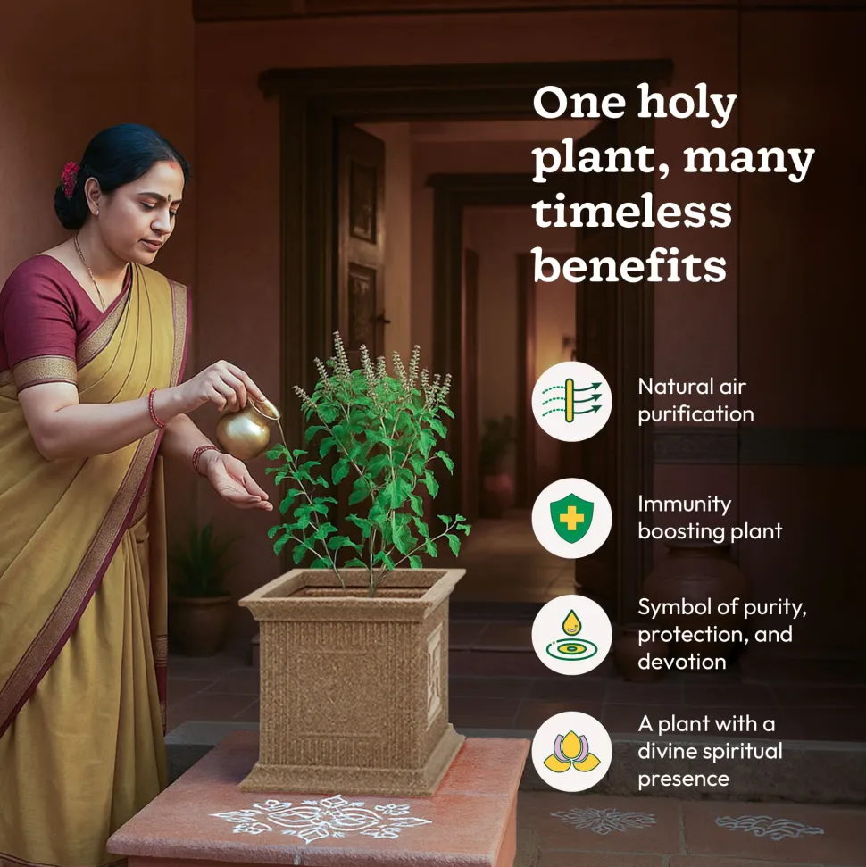 Tulsi Pot for Home