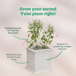 Tulsi Pot for Home
