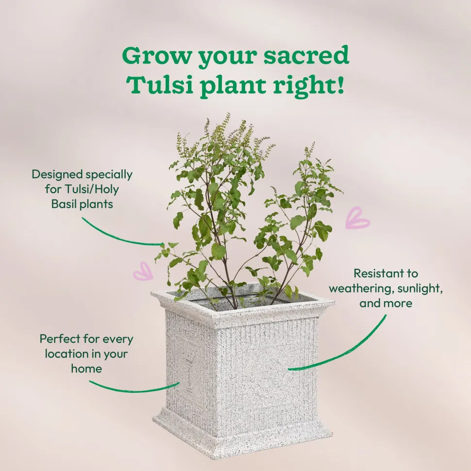 Tulsi Pot for Home