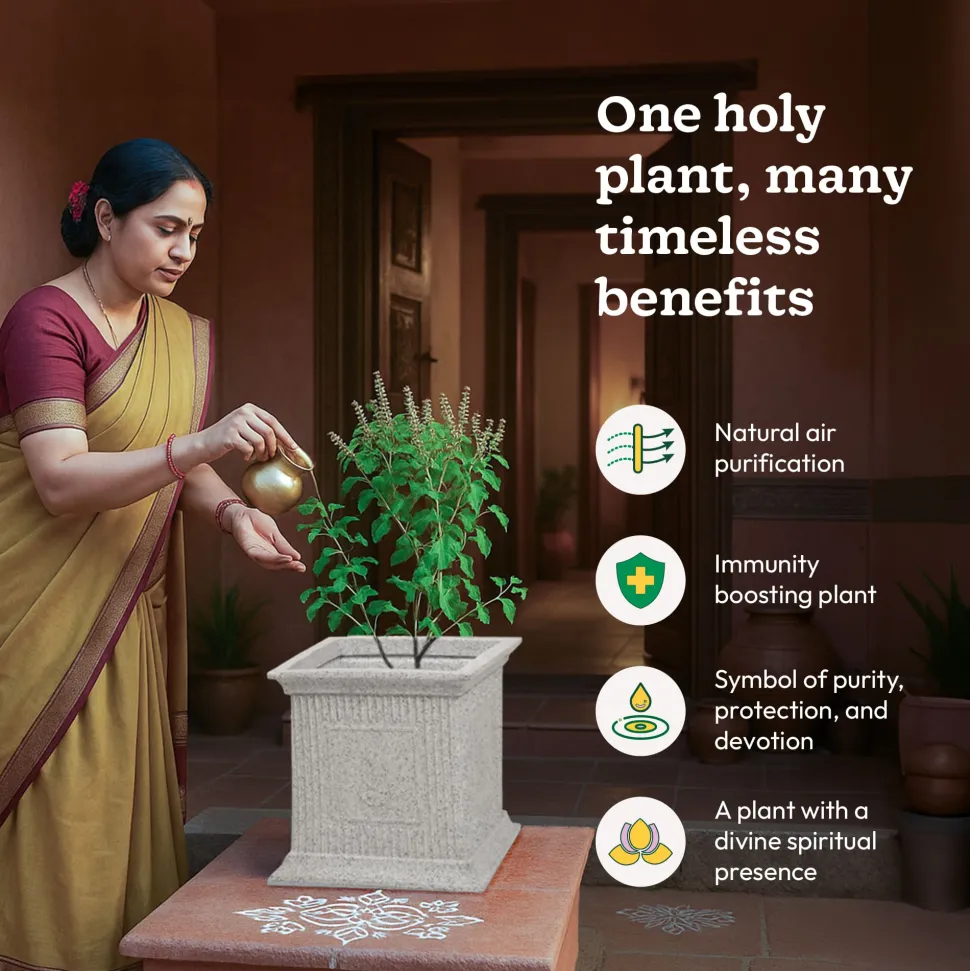Tulsi Pot for Home