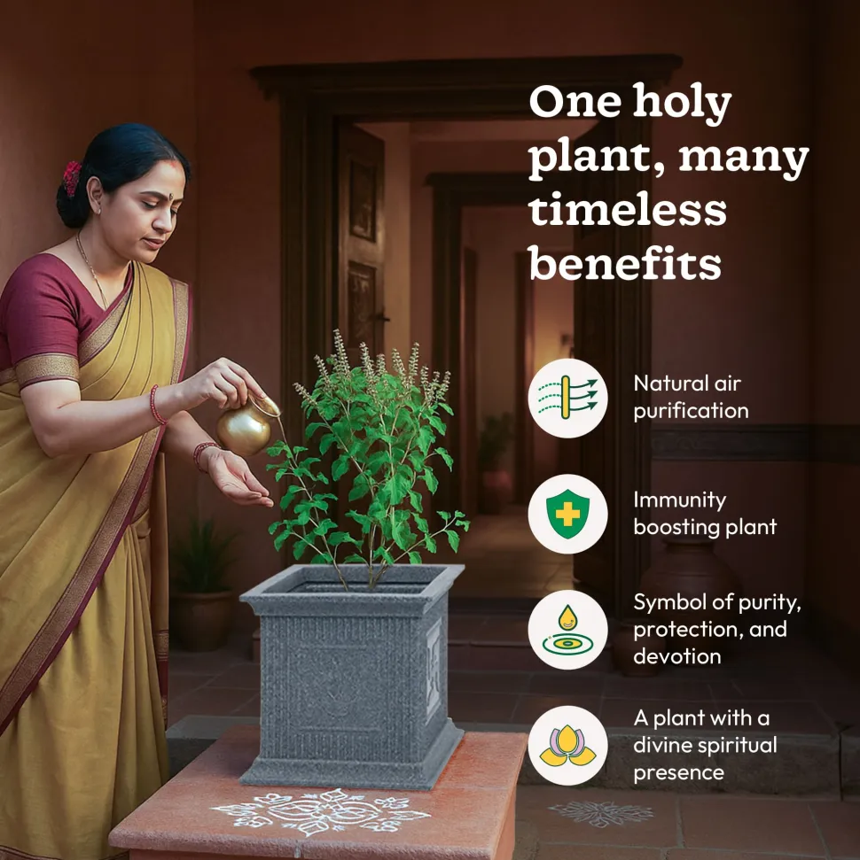 Tulsi Pot for Home