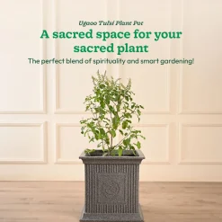 Tulsi Pot for Home
