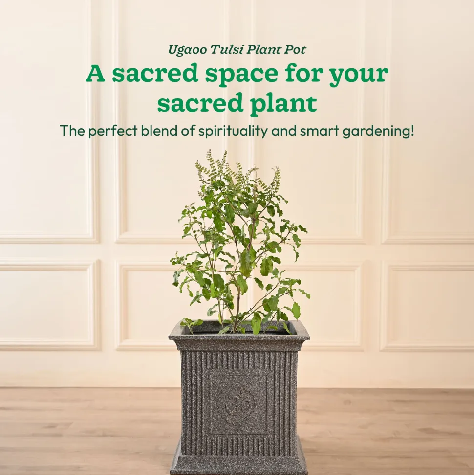 Tulsi Pot for Home