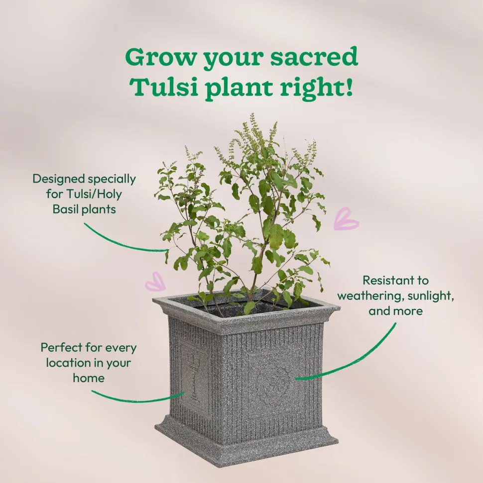 Tulsi Pot for Home