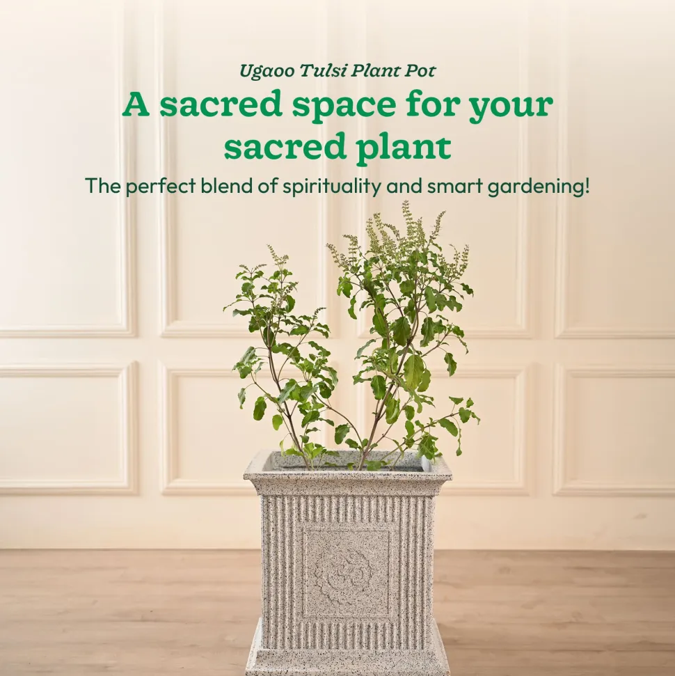 Tulsi Pot for Home