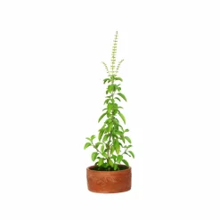Tulsi Seeds (Holy Basil)