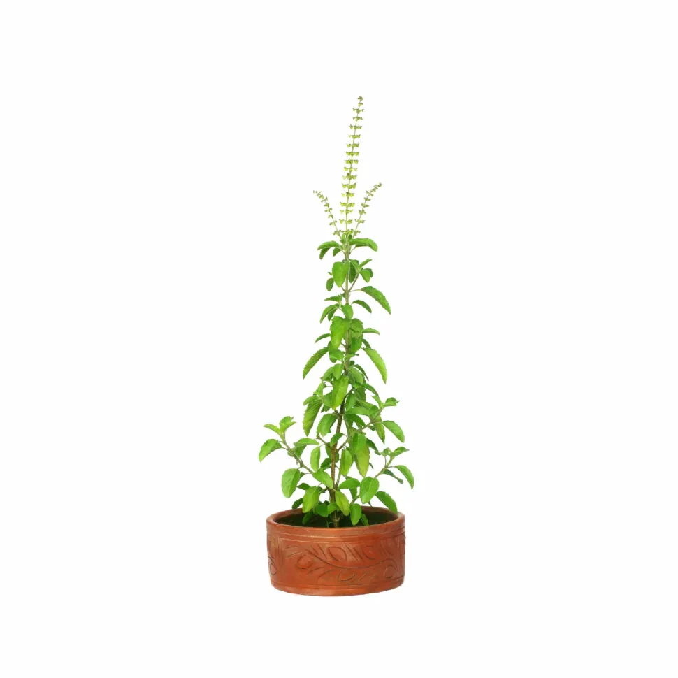 Tulsi Seeds (Holy Basil)