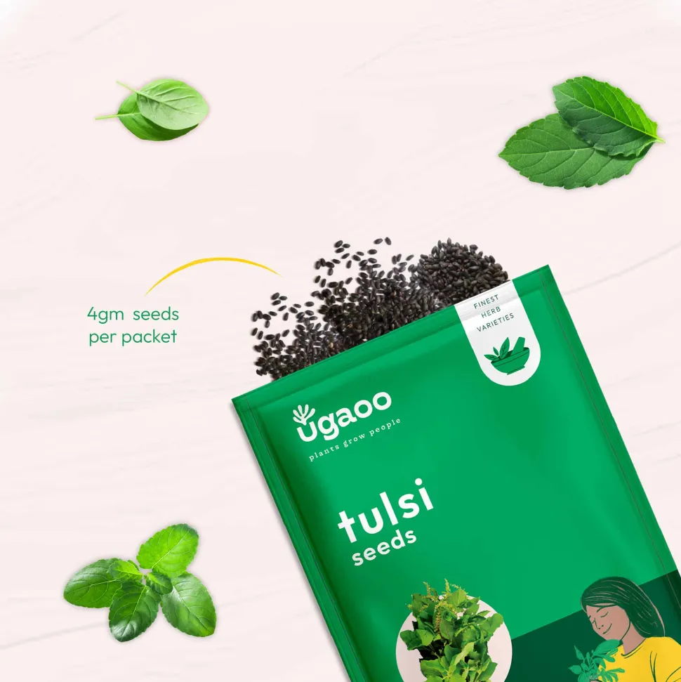 Tulsi Seeds (Holy Basil)