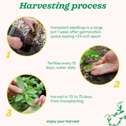 Tulsi Seeds (Holy Basil)