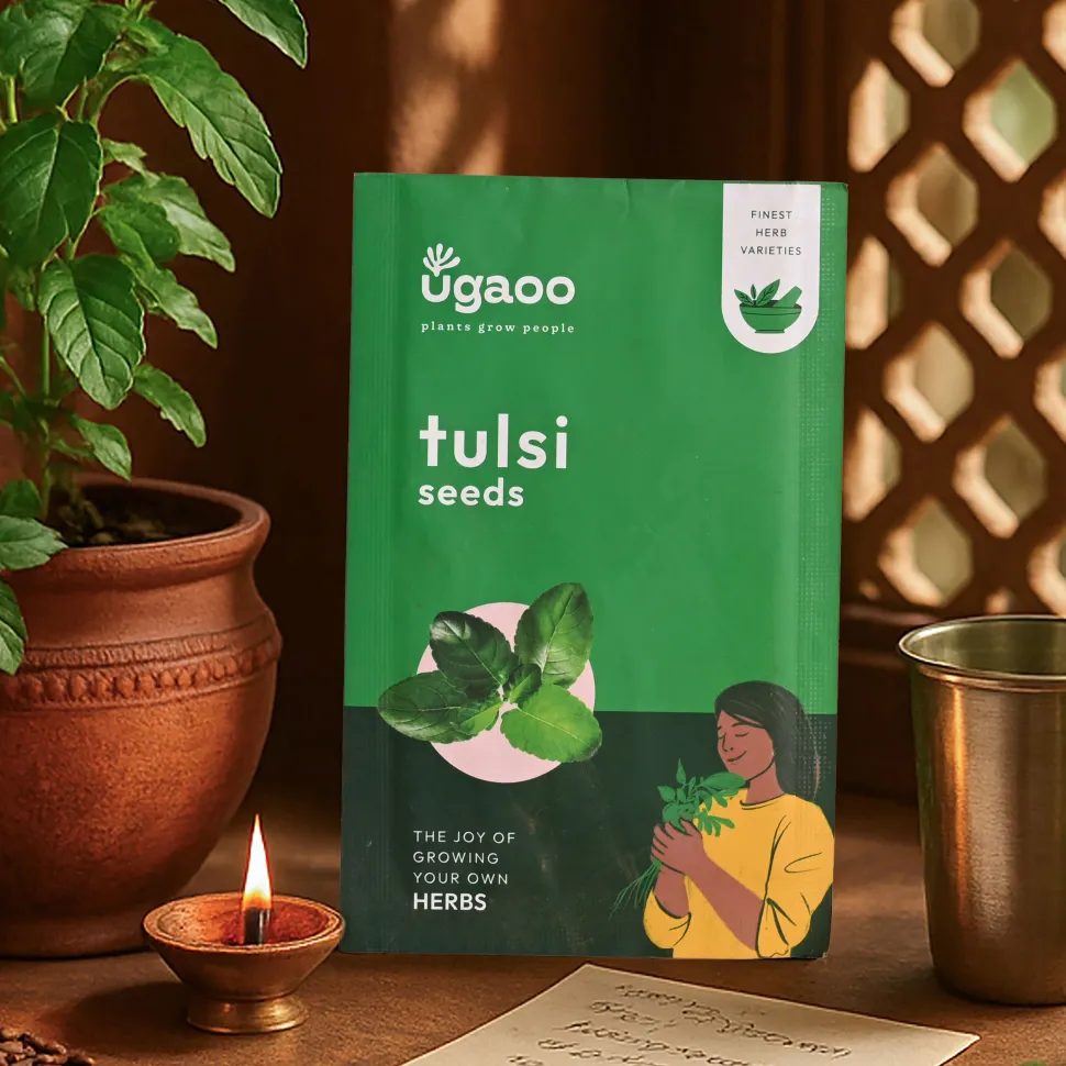 Tulsi Seeds (Holy Basil)