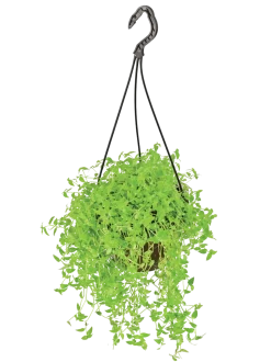 Turtle Vine