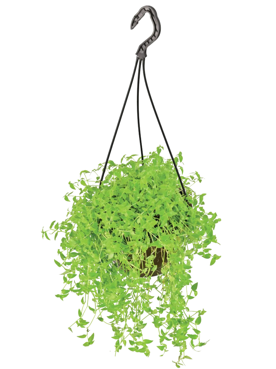 Turtle Vine