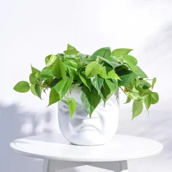 Unwavered Love - Kids Angry Face Ceramic Pot