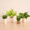 Vastu & Feng Shui Lucky Plant Combo - Good Luck Plants for Home