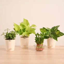 Vastu & Feng Shui Lucky Plant Combo - Good Luck Plants for Home