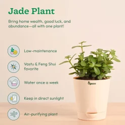 Vastu & Feng Shui Lucky Plant Combo - Good Luck Plants for Home