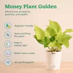 Vastu & Feng Shui Lucky Plant Combo - Good Luck Plants for Home