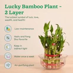 Vastu & Feng Shui Lucky Plant Combo - Good Luck Plants for Home