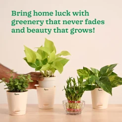 Vastu & Feng Shui Lucky Plant Combo - Good Luck Plants for Home