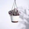 Wandering Jew With Hanging Pot