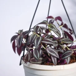 Wandering Jew With Hanging Pot