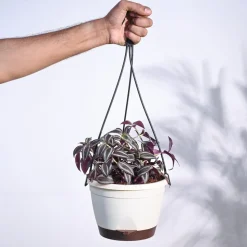 Wandering Jew With Hanging Pot