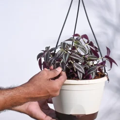 Wandering Jew With Hanging Pot