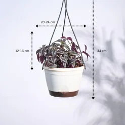 Wandering Jew With Hanging Pot