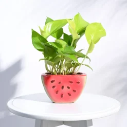 Watermelon Ceramic Planter (5.5 Inch Width)