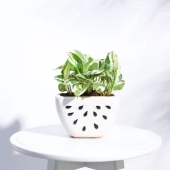 Watermelon Ceramic Planter (5.5 Inch Width)