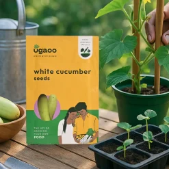 White Cucumber Seeds (Khira)
