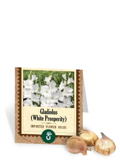 White Prosperity Gladiolus Bulbs