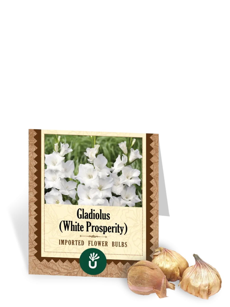 White Prosperity Gladiolus Bulbs