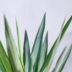 Yucca Silver Plant