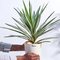 Yucca Silver Plant