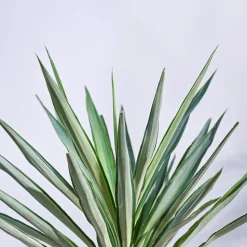 Yucca Silver Plant