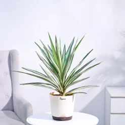 Yucca Silver Plant