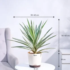 Yucca Silver Plant