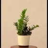 Zamia Green and Zamia Black Plant Bouquet